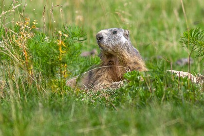 Marmotte, Marmota