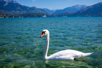 Cygne sur le Lac d'Annecy
