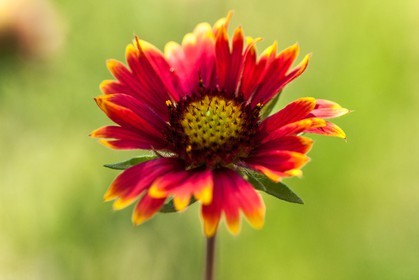 Flore Méditerranéenne