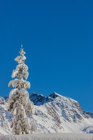Auron