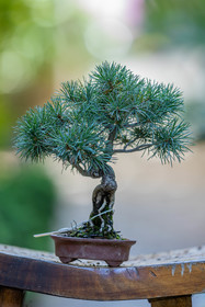 Bonsai