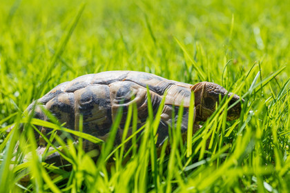 Tortue