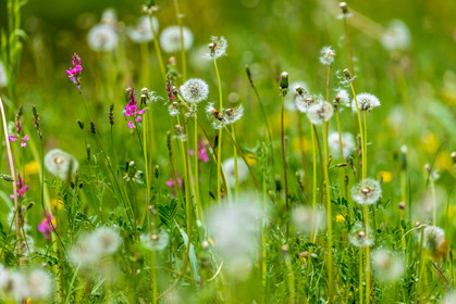 Flore alpine