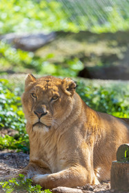 Lionne