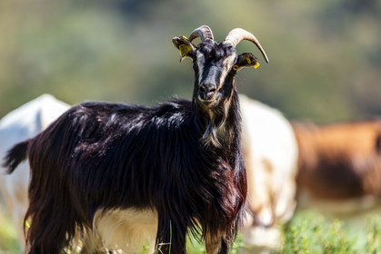Faune corse