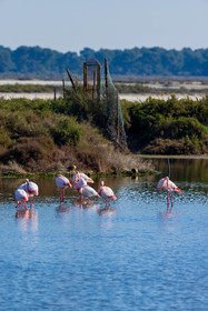 Flamant rose