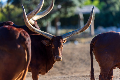 Parc animalier de la Barben