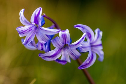 Flore