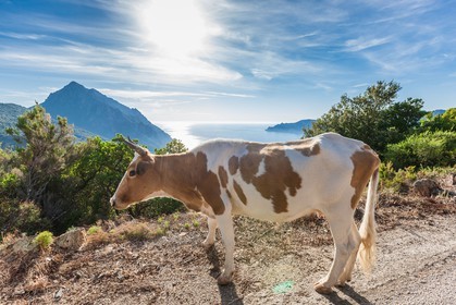 Vache corse