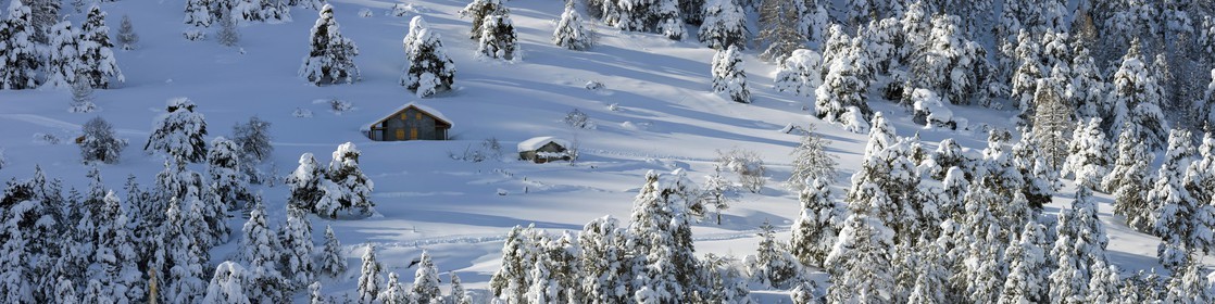 Arbres enneigés