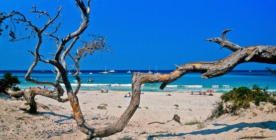 Saleccia