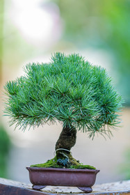 Bonsai