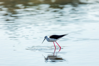 Salins d'Hyères