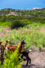 Faune corse
