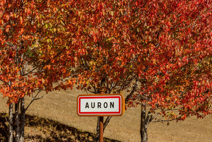Auron