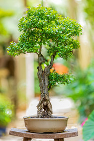 Bonsai Center