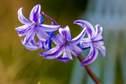 Flore