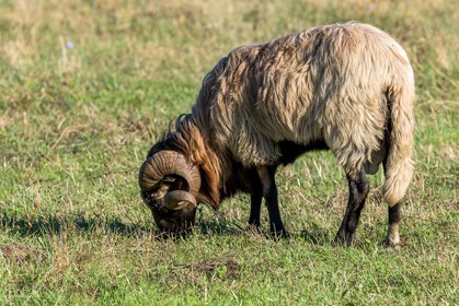 Faune corse