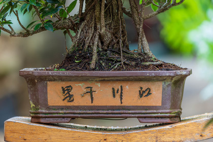 Bonsai Center