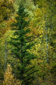 Automne