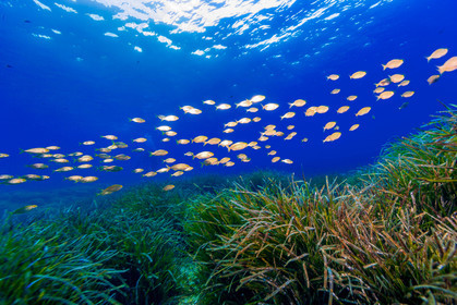 Plongée-sous-marine