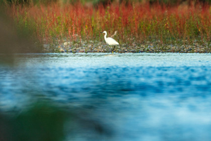 France, Alpes-Maritimes (06) Saint-Laurent-du-Var, Ornithological Reserve of Saint-Laurent-du-Var, Heron