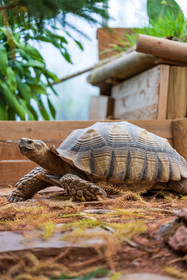 Tortue