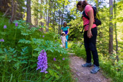 France, Alpes-de-Haute-Provence, Val d'Allos