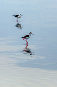 Salins d'Hyères
