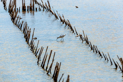 Salins d'Hyères