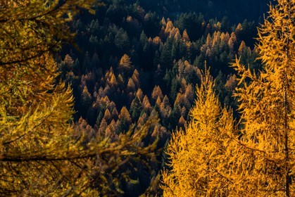 Forêt de mélèzes
