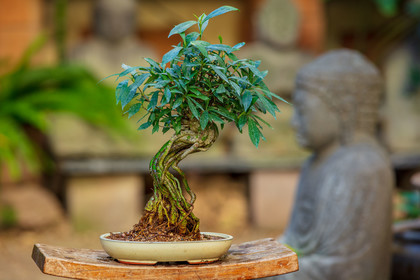 Bonsai