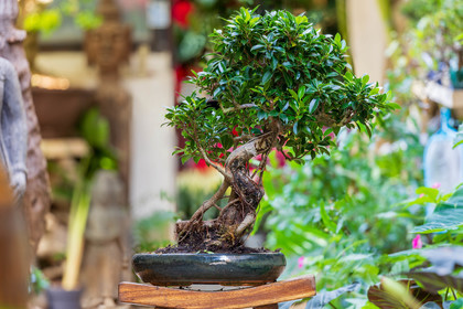 Bonsai Center