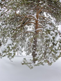 Arbres enneigés