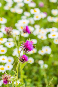 Flore alpine