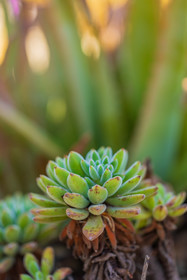 Eze Jardin exotique