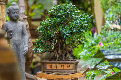 Bonsai Center