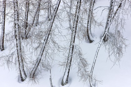 Auron