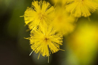 Mimosa