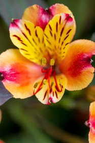 Flore