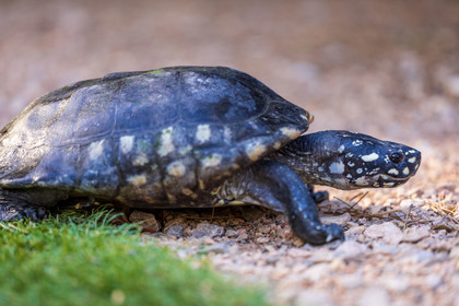 Tortue