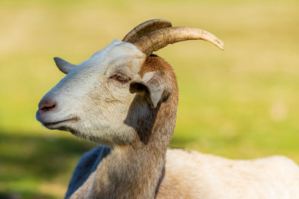 Chèvre