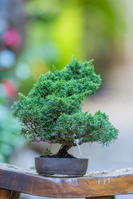 Bonsai