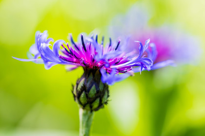 France, Alpes-de-Haute-Provence, Val d'Allos