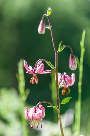 Flore Alpine, Lis martagon, Lilium martagon.