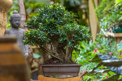 Bonsai Center