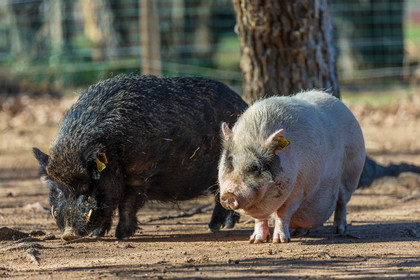 Cochon
