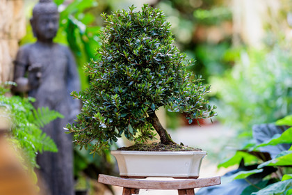 Bonsai Center