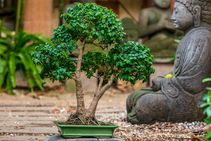 Bonsai