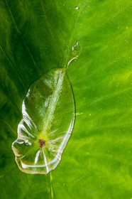 Flore méditerranéenne